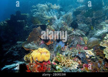 Healthy and biodiverse coral reef in the Pengah Kecil dive site, Komodo National Park, Indonesia Stock Photo