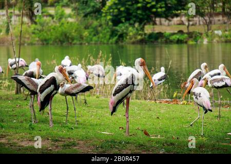 Group of pelicans catch fish from lake river. Pelican bird wallpaper , background Stock Photo