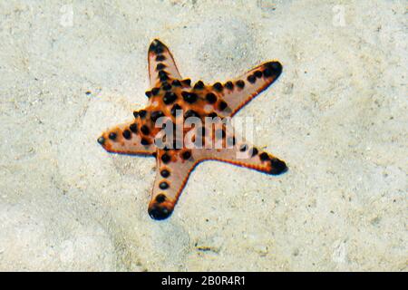 Chocolate chip sea star, Protoreaster nodosus, on sand, Kapalai, Malaysia Stock Photo