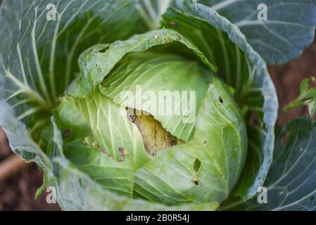 White Cabbage Rotten Rotten cabbage, green background. Head of moldy cabbage, copy space ...