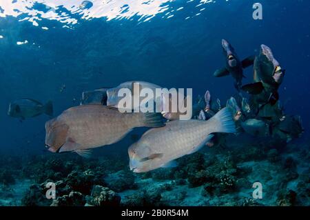 Aggregation of Bumphead parrotfish, Bolbometopon muricatum, swims in a coral reef in Sipadan Island, Malaysia Stock Photo