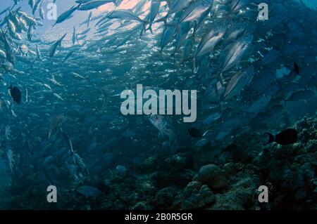 Giant trevally, Caranx ignobilis, swims in the middle of a Baitball of schooling bigeye trevallies, Caranx sexfasciatus, Sipadan Island, Malaysia Stock Photo