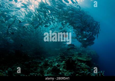 Giant trevally, Caranx ignobilis, swims in the middle of a Baitball of schooling bigeye trevallies, Caranx sexfasciatus, Sipadan Island, Malaysia Stock Photo