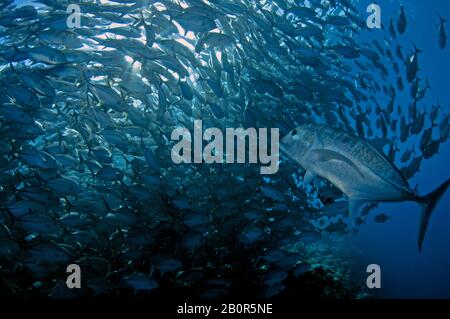 Giant trevally, Caranx ignobilis, swims in the middle of a Baitball of schooling bigeye trevallies, Caranx sexfasciatus, Sipadan Island, Malaysia Stock Photo