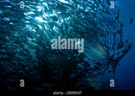 Giant trevally, Caranx ignobilis, swims in the middle of a Baitball of schooling bigeye trevallies, Caranx sexfasciatus, Sipadan Island, Malaysia Stock Photo