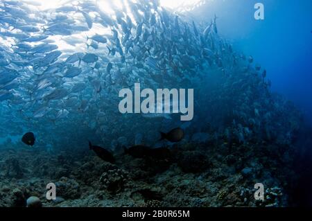 Giant trevally, Caranx ignobilis, swims in the middle of a Baitball of schooling bigeye trevallies, Caranx sexfasciatus, Sipadan Island, Malaysia Stock Photo