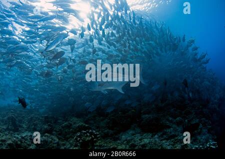 Giant trevally, Caranx ignobilis, swims in the middle of a Baitball of schooling bigeye trevallies, Caranx sexfasciatus, Sipadan Island, Malaysia Stock Photo