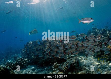 School of humpback red snappers, Lutjanus gibbus, Sipadan island, Malaysia Stock Photo