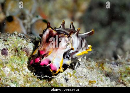 Flamboyant cuttlefish, Metasepia pfefferi, Kapalai House Reef, Kapalai, Malaysia