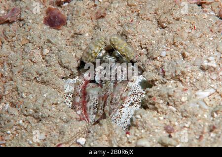 Spearing mantis shrimp, Lysiosquilla sulcirostris, buried in the sand, Kapalai, Malaysia Stock Photo