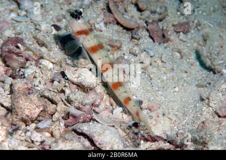 Red-margin shrimpgoby, Amblyeleotris rubrimarginata, with its commensal shrimp, Kapalai, Malaysia Stock Photo