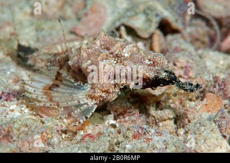 Short dragonfish or seamoth, Eurypegasus draconis, Kapalai, Malaysia Stock Photo