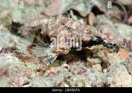 Short dragonfish or seamoth, Eurypegasus draconis, Kapalai, Malaysia Stock Photo