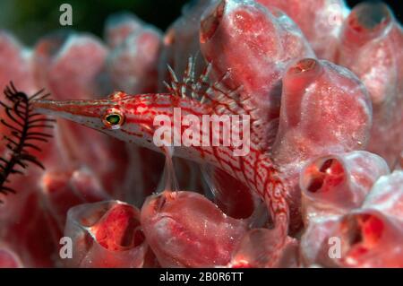Longnose hawkfish, Oxycirrhites typus, on a red sponge, Kapalai, Malaysia Stock Photo
