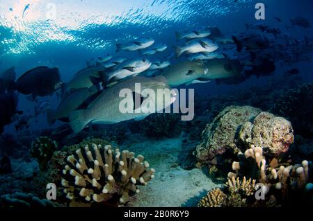 Aggregation of green humphead parrotfish, Bolbometopon muricatum, Sipadan Island, Malaysia Stock Photo