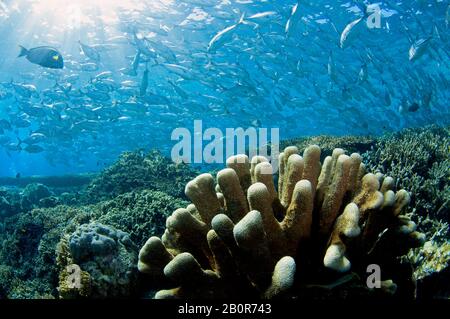 School of bigeye trevallies, Caranx sexfasciatus, on a pristine coral reef, Sipadan Island, Malaysia Stock Photo