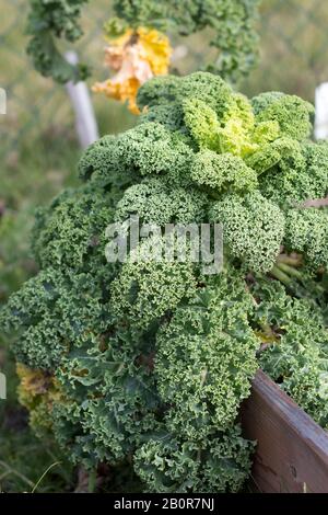 fresh organic kale on elevated grape in the vegetable garden Stock Photo