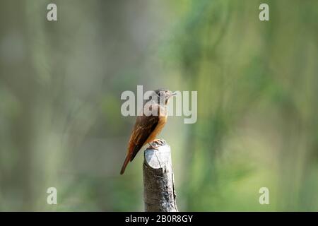 Ferruginous Flycatcher, Muscicapa ferruginea, Neora Valley National Park, Kalimpong, West Bengal, India Stock Photo