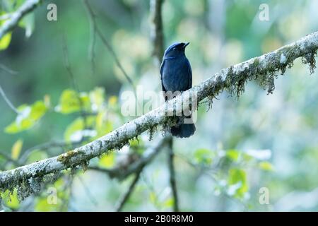 Large Niltava, Niltava grandis, Neora Valley National Park, Kalimpong, West Bengal, India Stock Photo