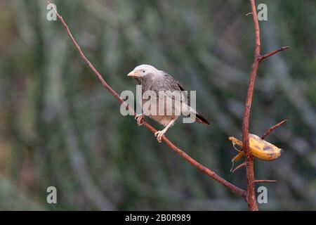 Yellow billed babbler, Argya affinis, Daroji Sloth Bear Sanctuary, Hampi, Karnataka, India Stock Photo