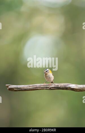 Common firecrest on branch in summer forest. Stock Photo