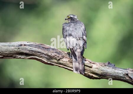Sparrowhawk on branch in sunny summer forest. Stock Photo