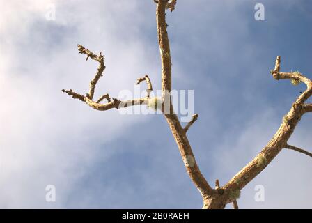 Branch of a tree without leaves but with moss growing in the twigs Stock Photo