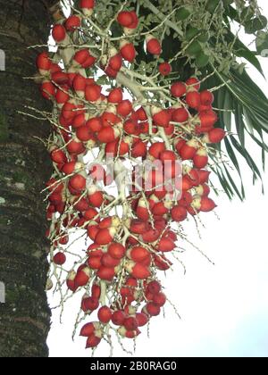 A big bunch of red betel nuts  hanging from a tree Stock Photo