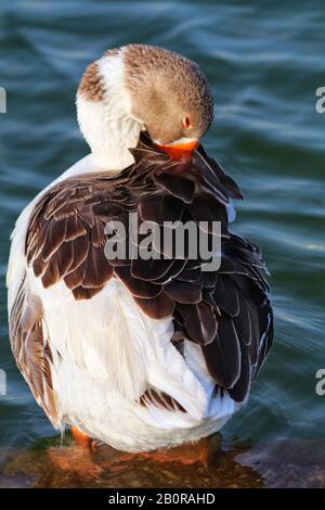 White and brown feather Duck in water on a sunny day. Ducks love to play in fresh water under sun. Ducks are known to be a friendly domestic birds. Stock Photo