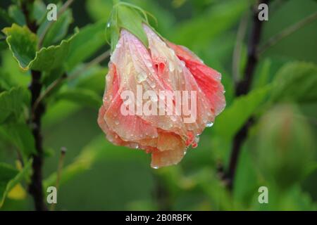 Drenched light orange hibiscus or gumamela flower bent and covered with dewdrops Stock Photo