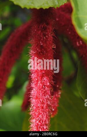 Close up of a wet red hot cat's tail, also called fox tail Stock Photo