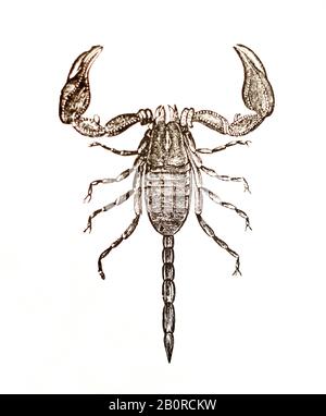 Scorpio - Euscorpius Carpathicus Stock Photo