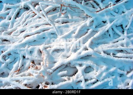 Grass stems covered with white snow, macro close up detail, natural background top view Stock Photo