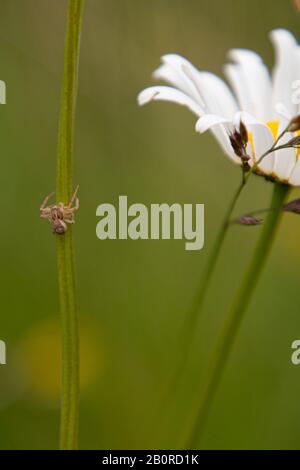 A tiny spider climbing a flower stem with a bright daisy flower in the background Stock Photo