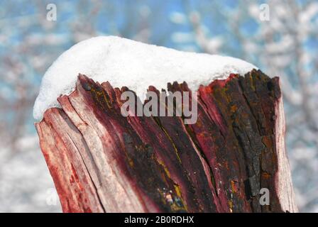 Tree stump covered with white fluffy snow close up detail, winter in forest Stock Photo