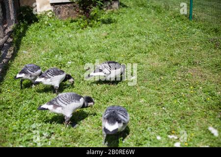 Coturnix Quail modern farming. Common quail female bird in motion blur difficult to see. Free Range birds in countryside in rural Europe, Latvia. Anim Stock Photo