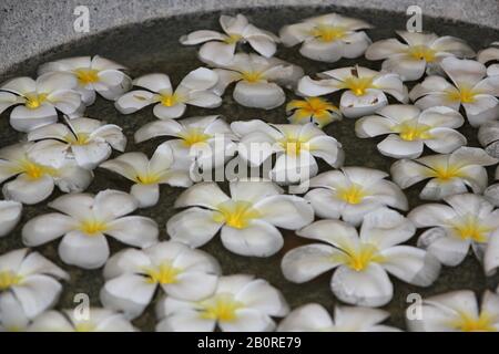 White plumeria flowers floating in water at the lobby of a spa Stock Photo