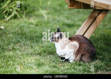 oriental siamese cat on the grass in summer Stock Photo