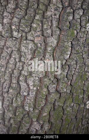 brown textured bark of Diospyros lotus tree Stock Photo
