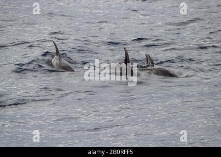 Three dolphin fins in the ocean