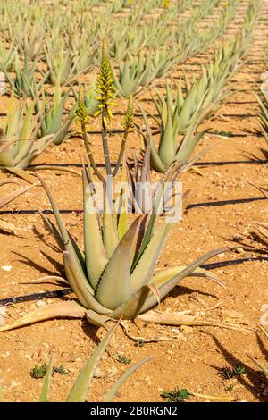 Aloe Vera plants on a farmland Stock Photo
