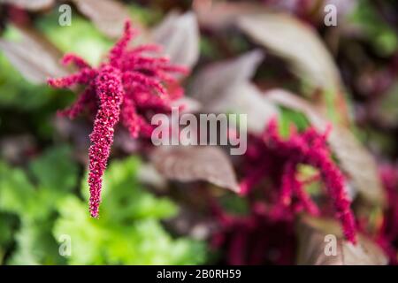 Burgundy Prince of Wales Feather Amaranthus in Green Garden Stock Photo