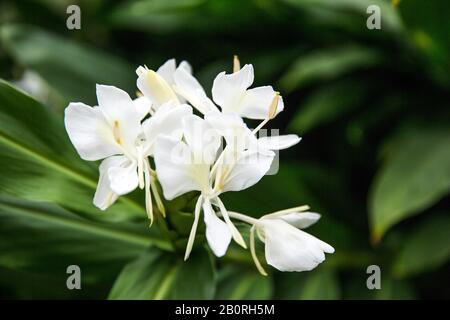 White Garland Lily, White Ginger Lily Hedychium Coronarium in Bloom with Green Leaves Stock Photo