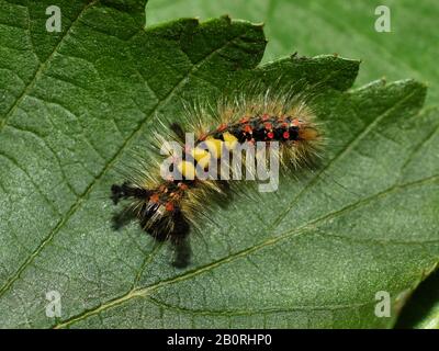 Orgyia antiqua rusty tussock moth caterpillar on a green leaf Stock Photo