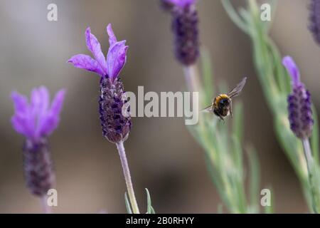A bee in flight through a patch of vibrant purple lavender flowers Stock Photo