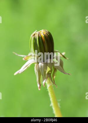 Dandelion bud against a green background Stock Photo