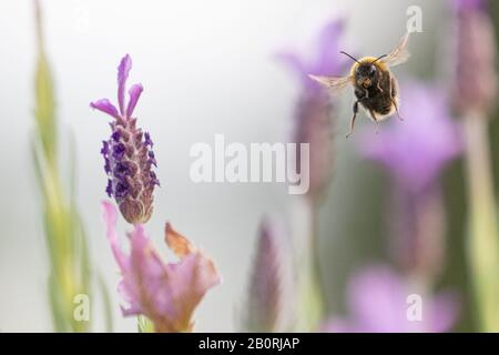A bee in flight through a patch of vibrant purple lavender flowers Stock Photo