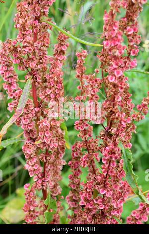 Close-up on red seeds on a curled dock plant Rumex crispus Stock Photo