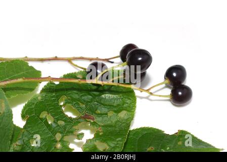 Black bird cherry berries on white background Stock Photo