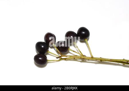 Black bird cherry berries on white background Stock Photo